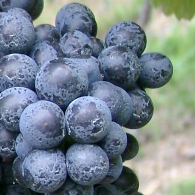 Zweigelt Beeren 6